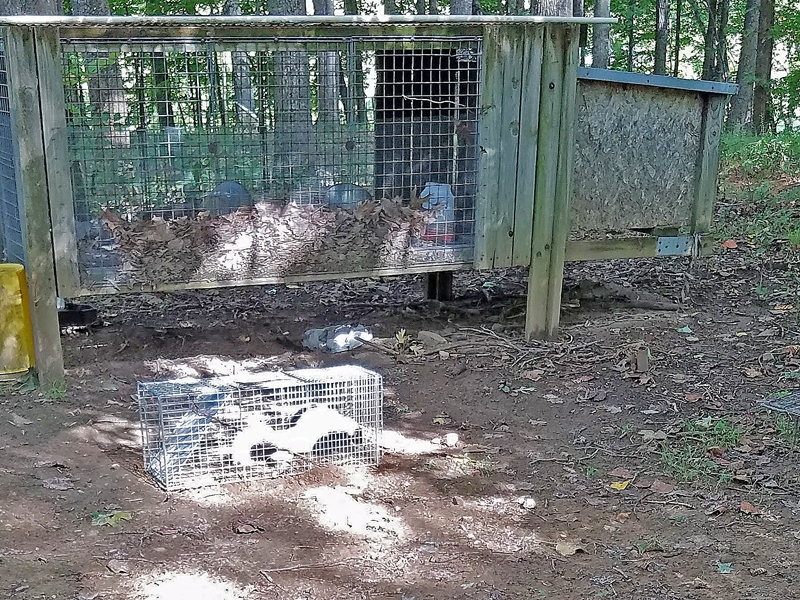 Skunk Sept 2017.jpg