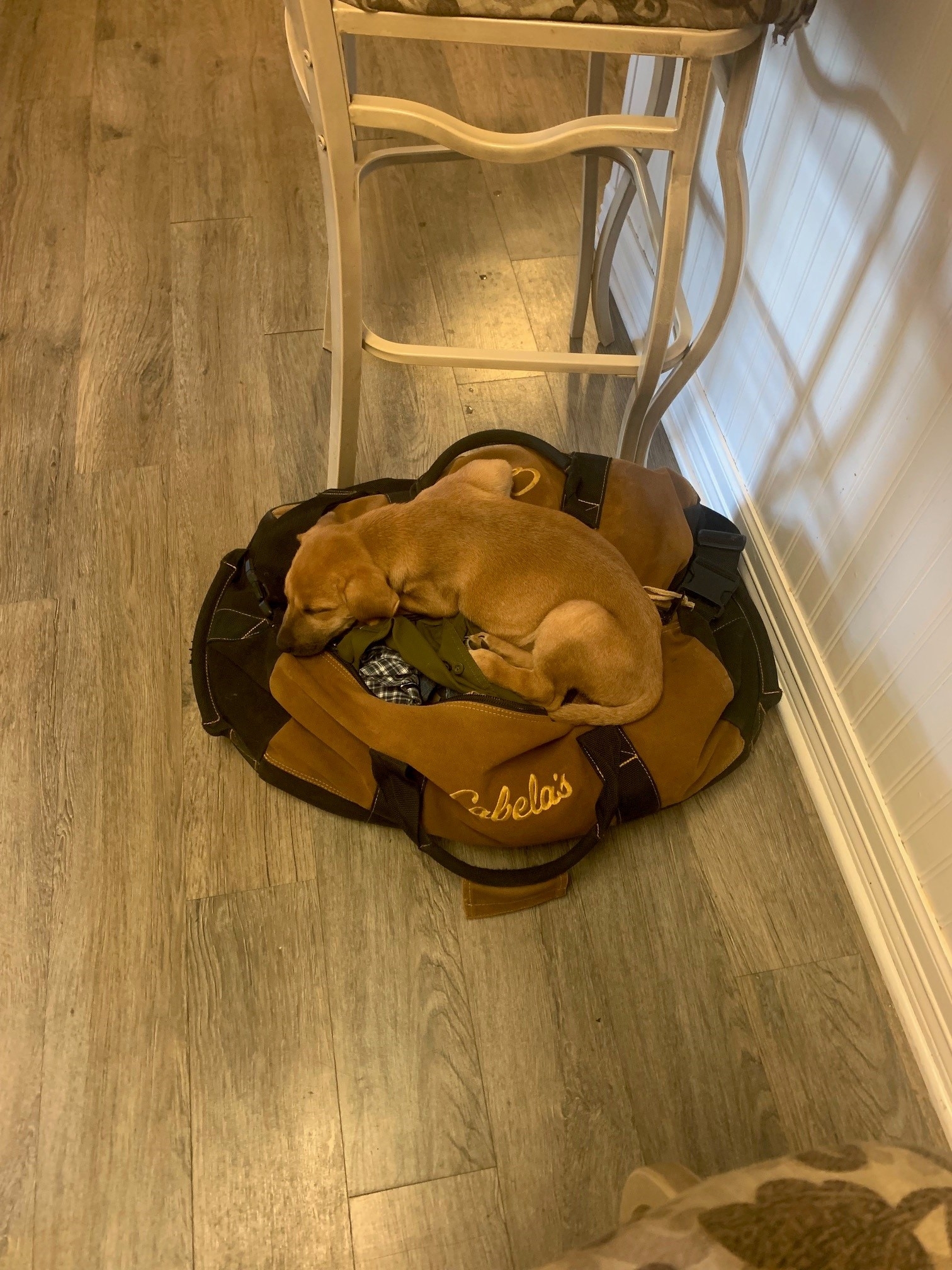 Sleepy Cooper.jpg