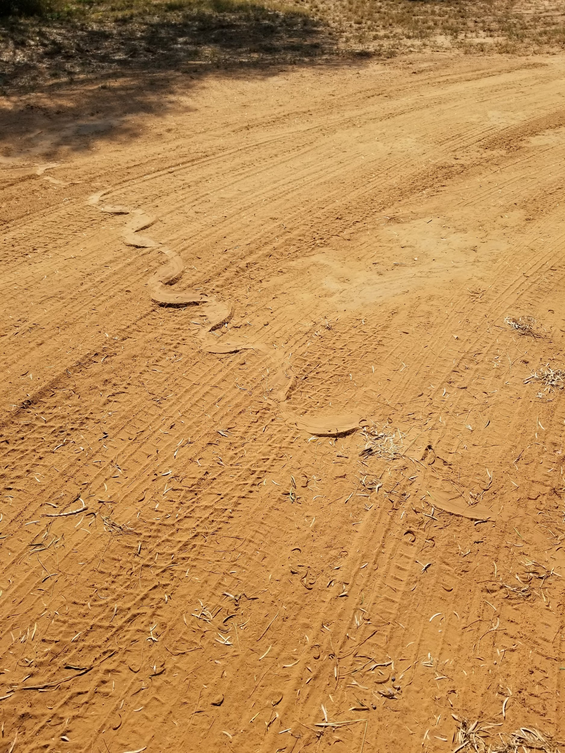 Snake Track - 09-09-2021.jpg