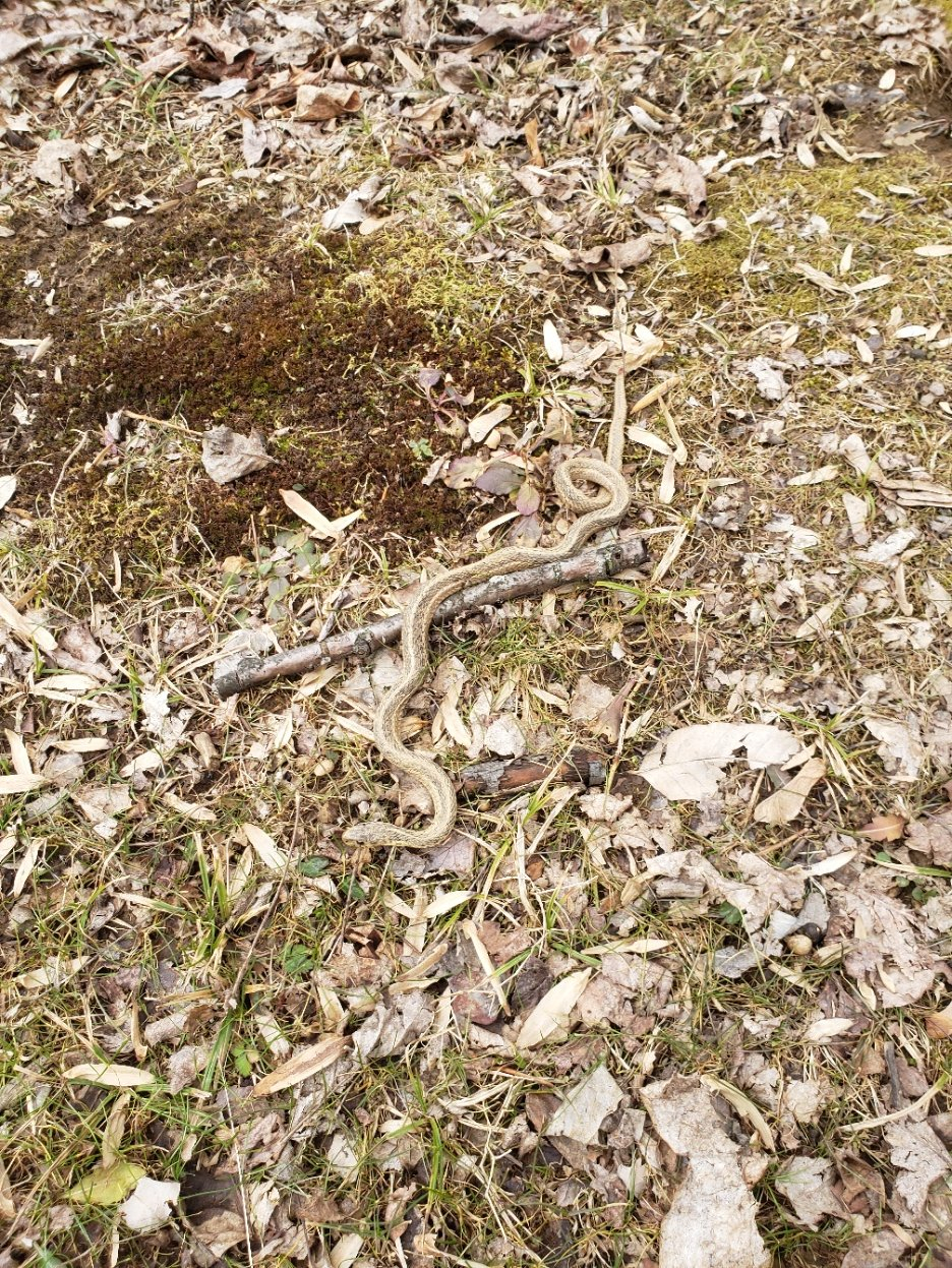 snake20220217_153607.jpg
