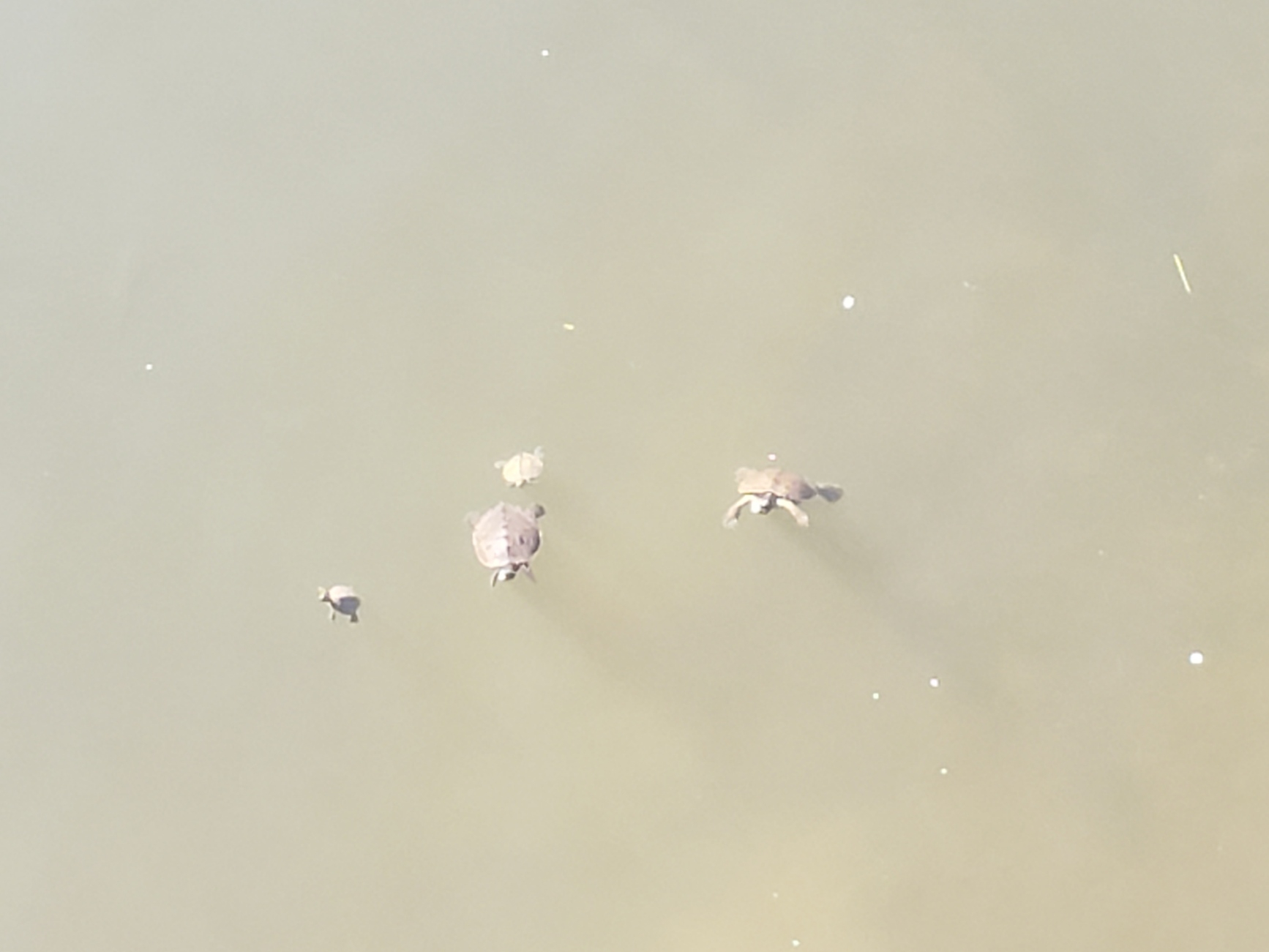 snapper 3 20210617_084129.jpg