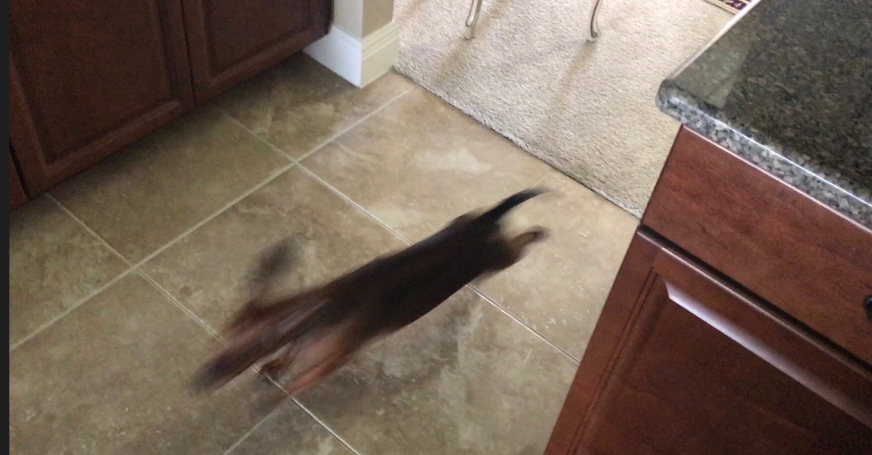 Snickers-the-flash.jpg