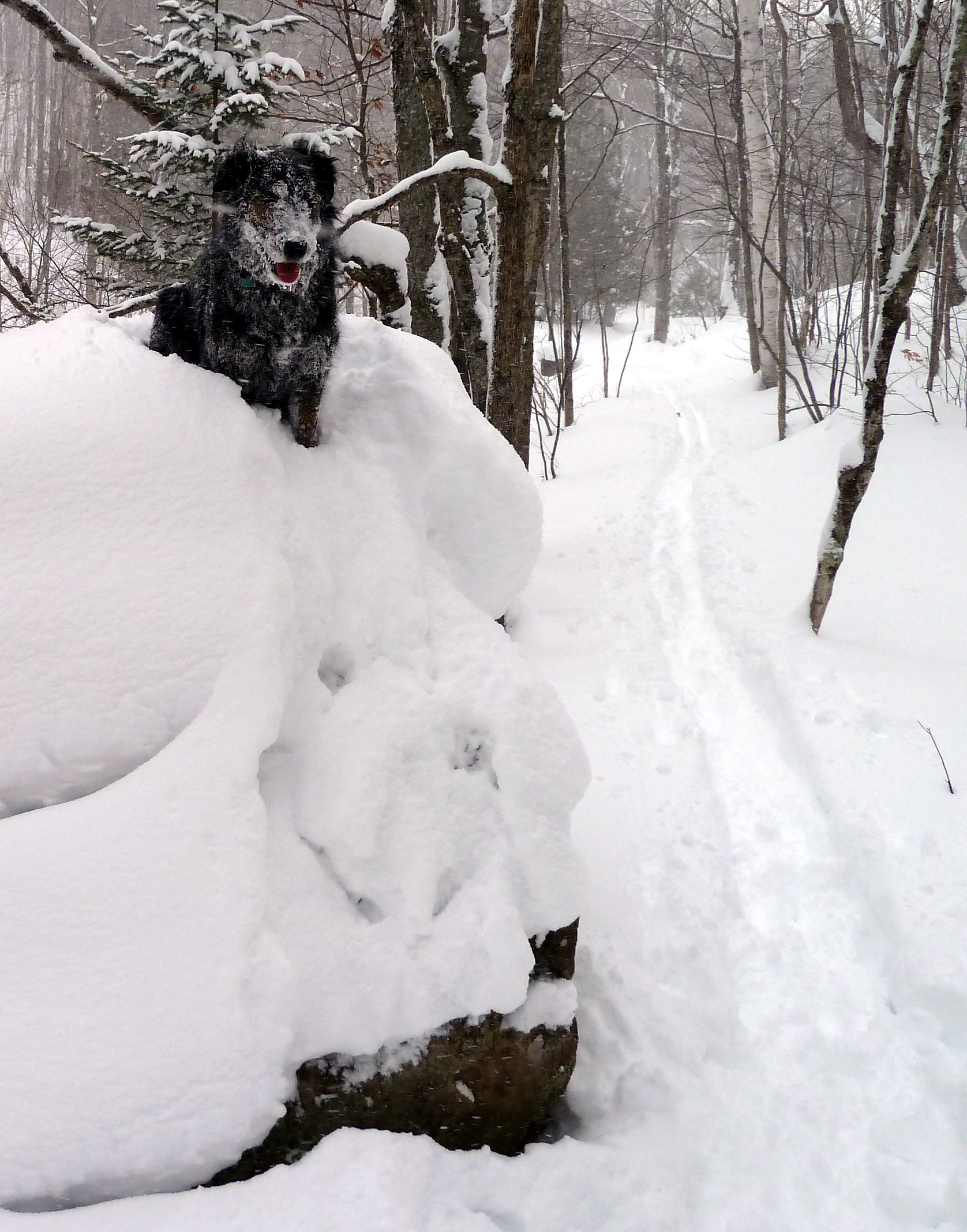 snow dog rock.jpg