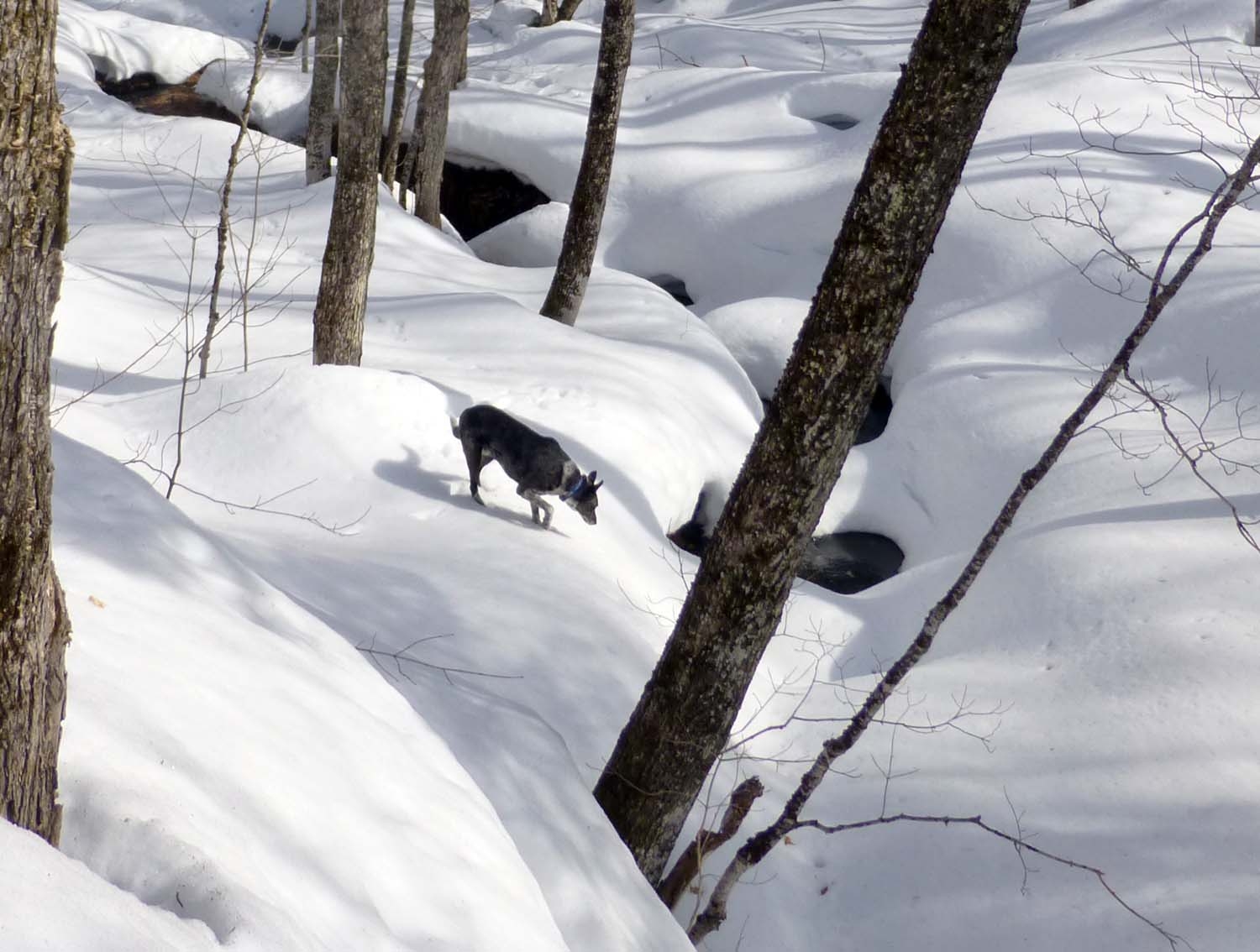 snow0642.jpg