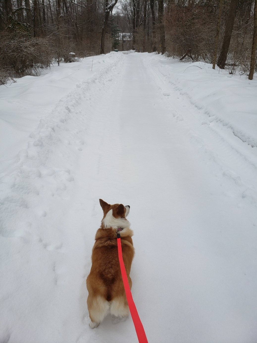 SnowDog20210219_111704.jpg