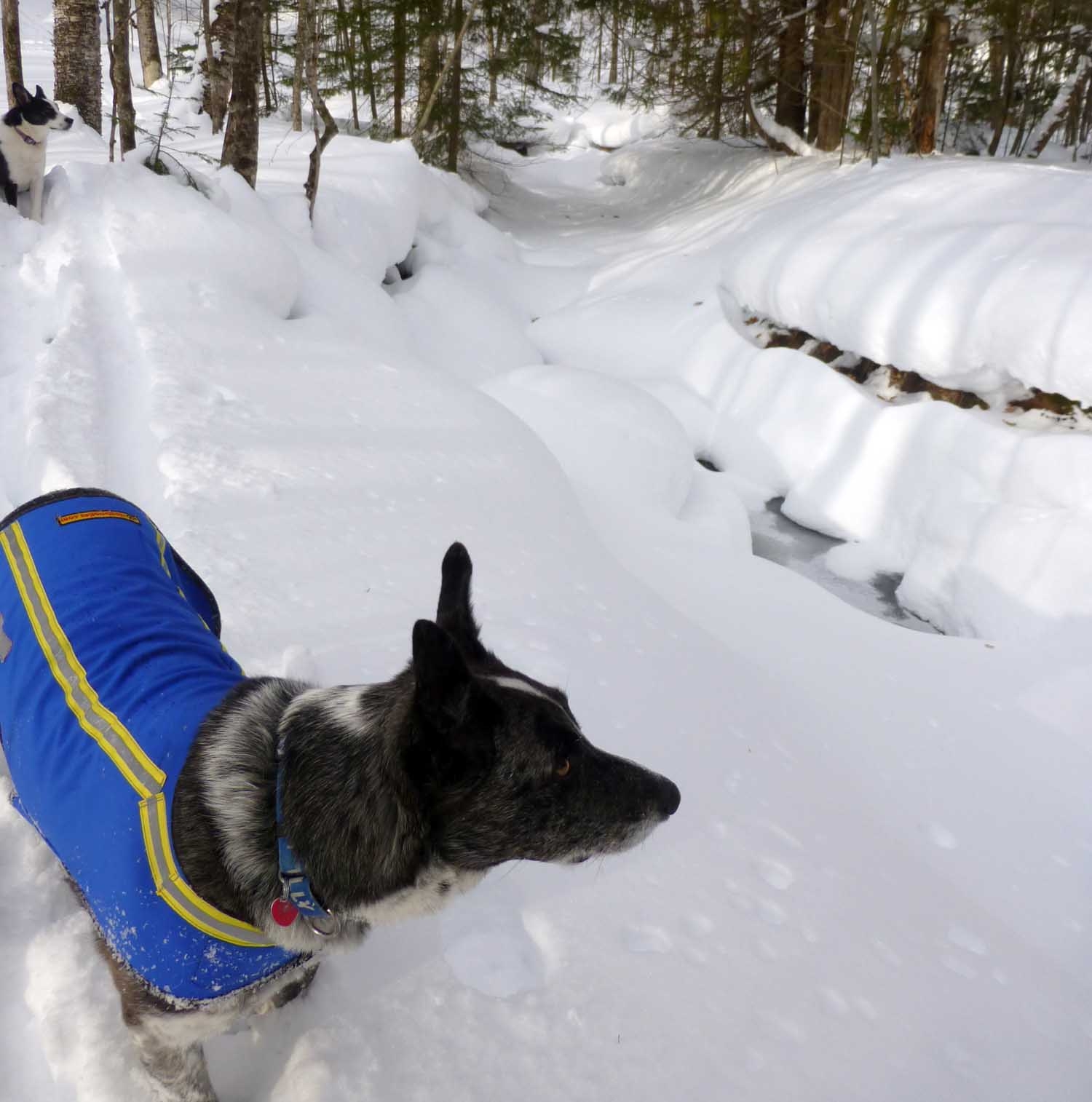 snowdogs078.jpg