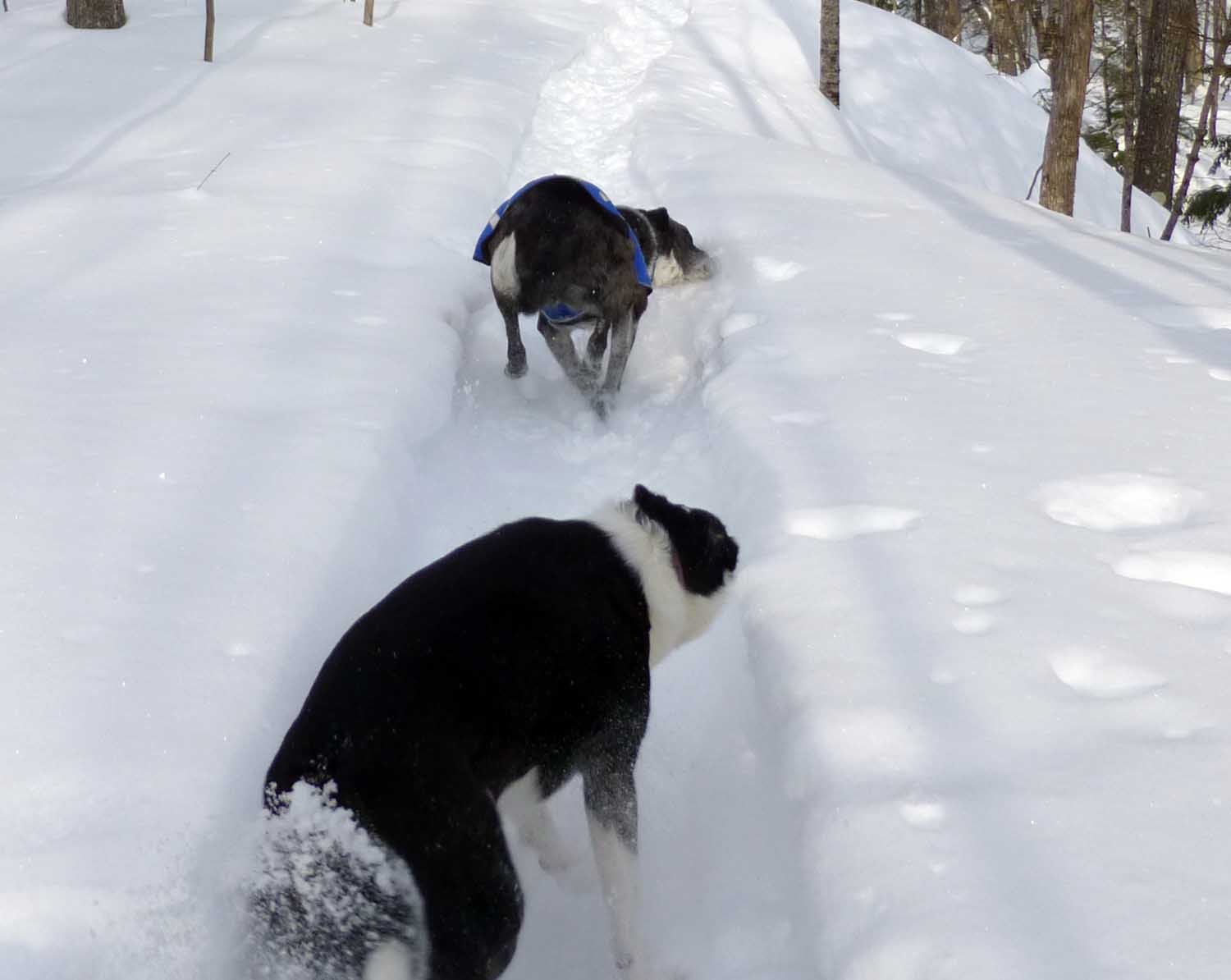 snowdogs30070.jpg