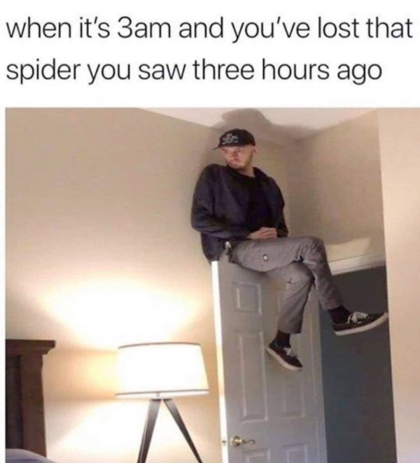 spider.jpg