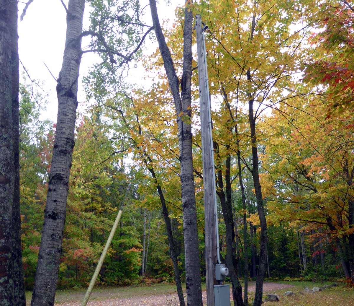 spittree0796.jpg