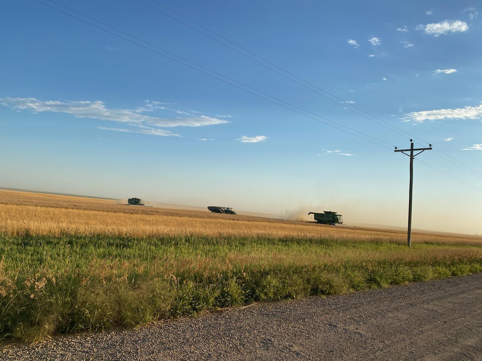 spring wheat.jpg