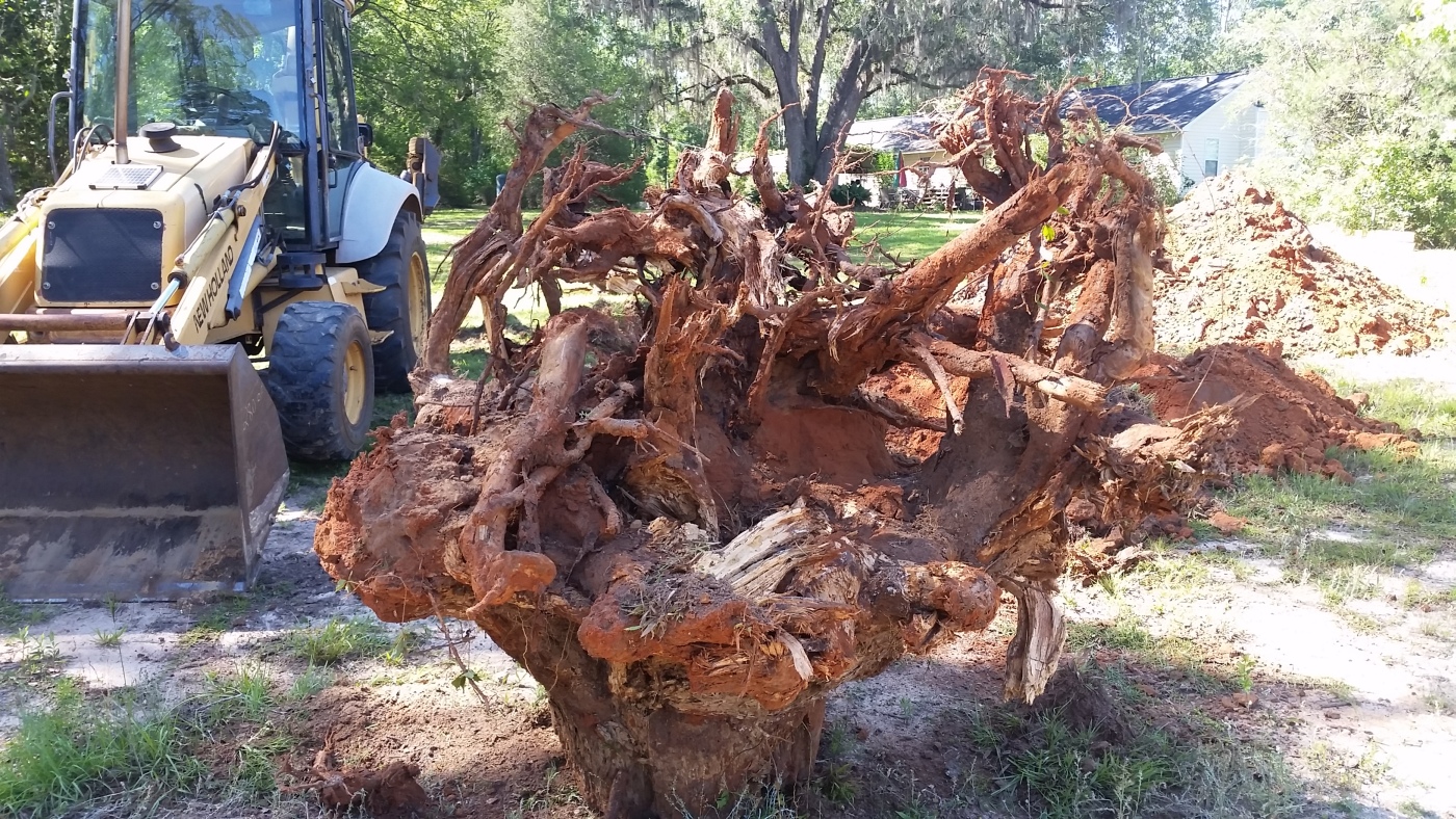 spruce-pine-stump.jpg