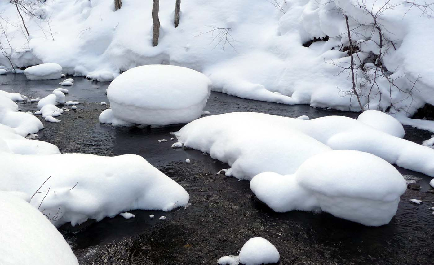 ST creek mushrooms (dl).jpg