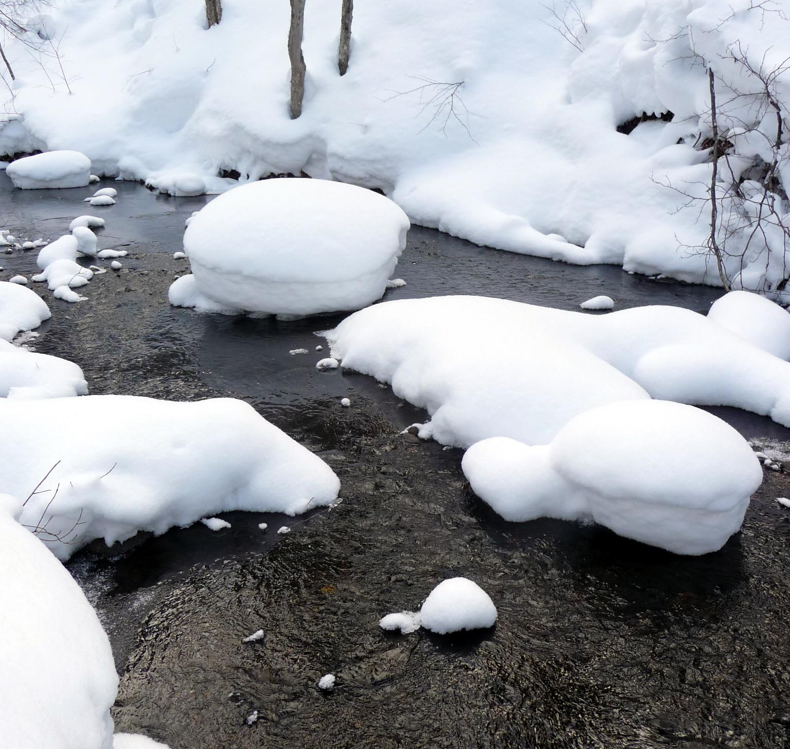 ST creek snow feb mushrooms.I.jpg