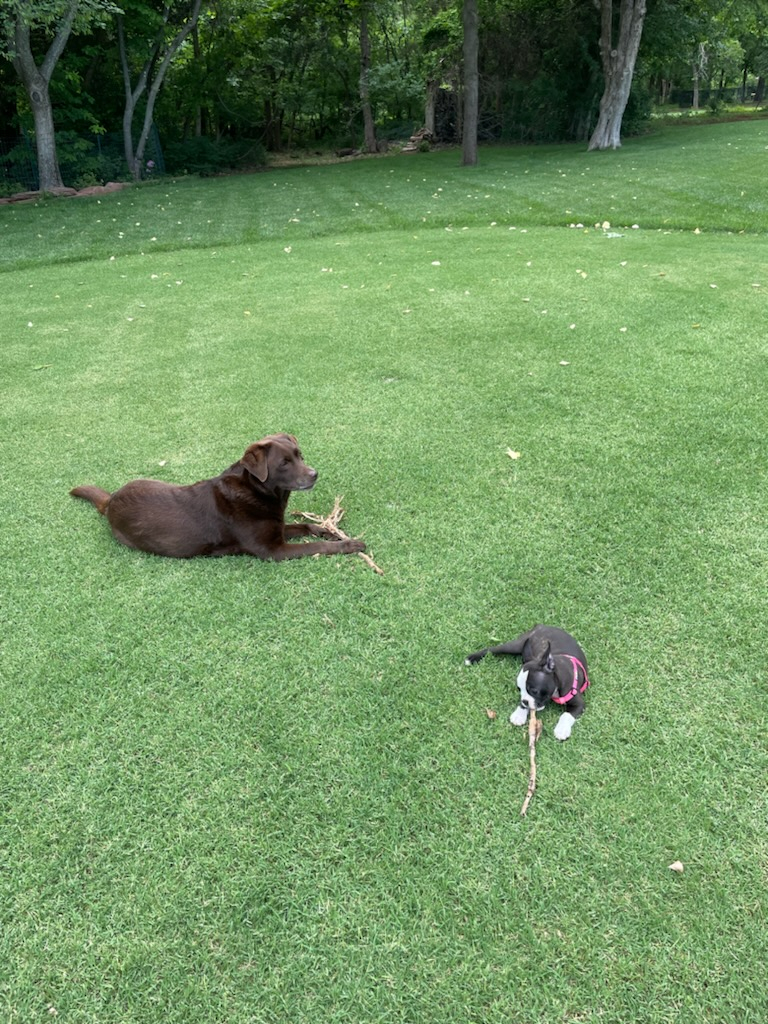 STICK.jpg