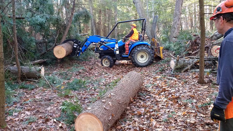 Storm clean-up Pine log.jpg