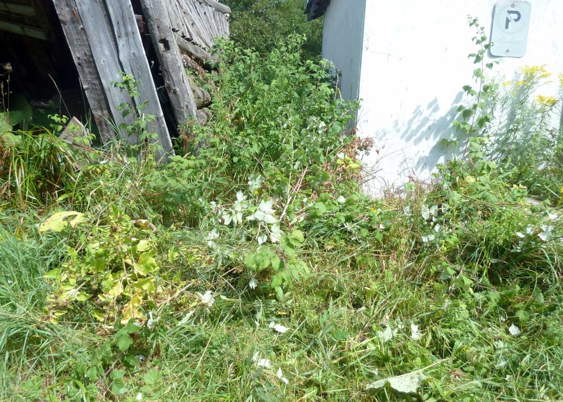 stringweeds688.jpg