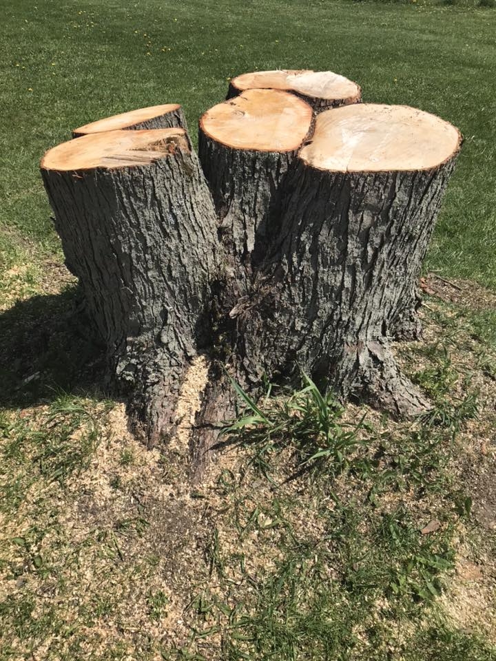 stump.jpg