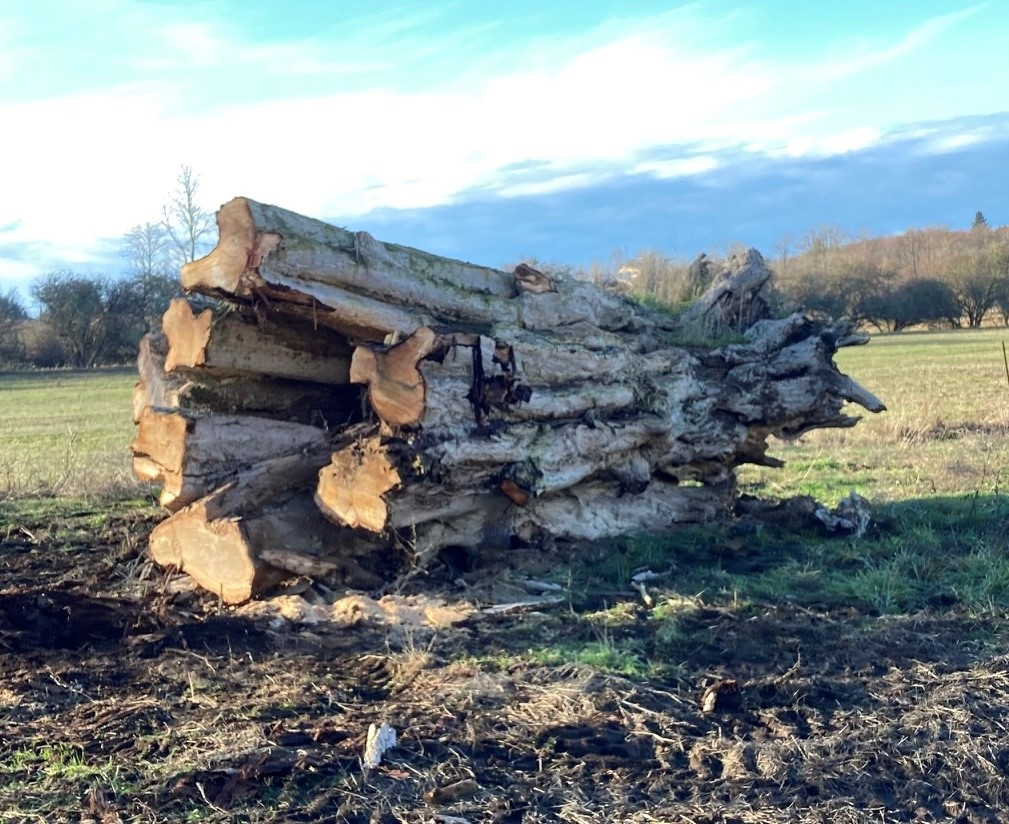 stump.jpg