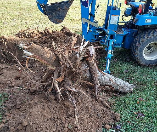 Stump1a.jpg