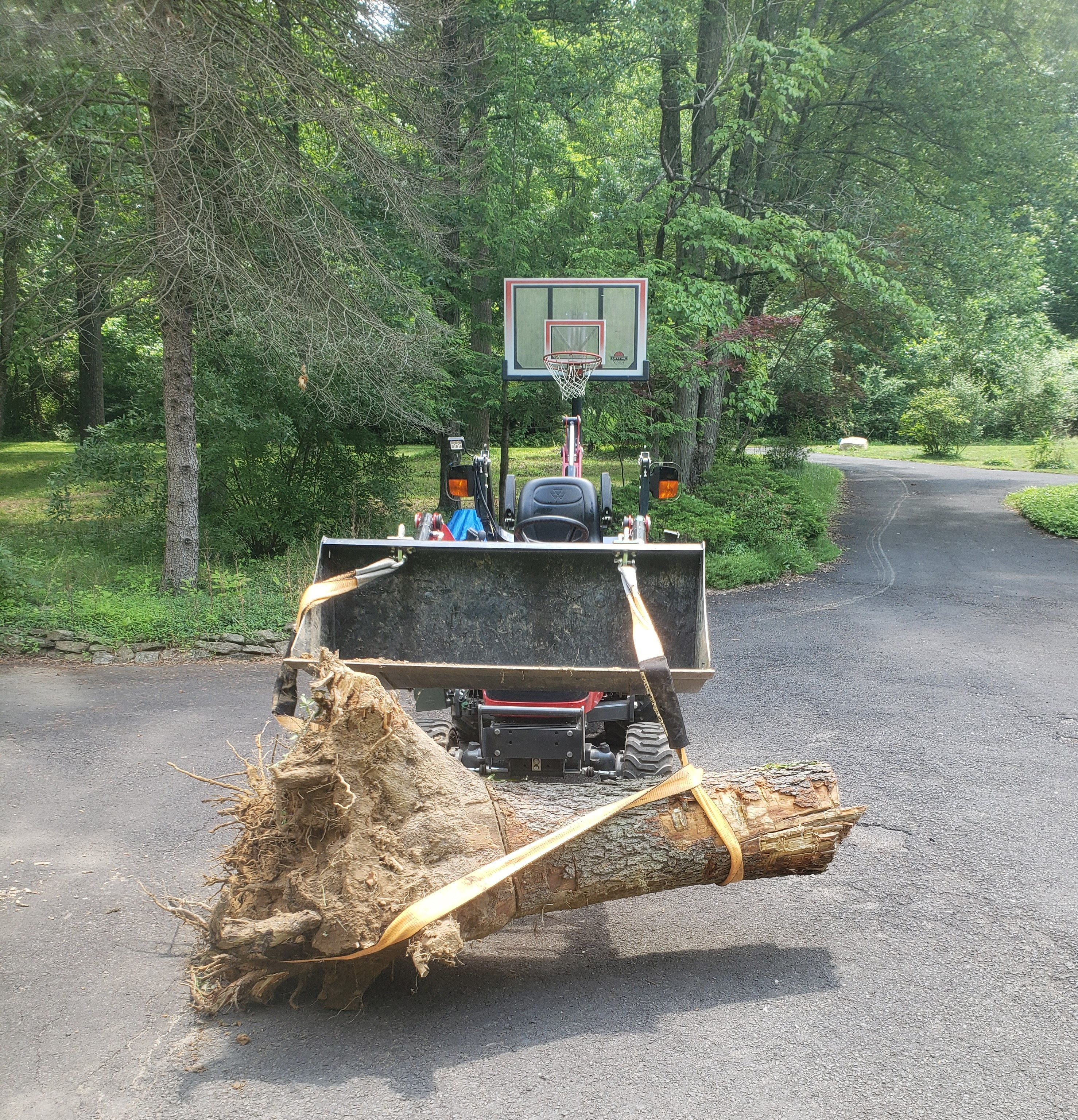 Stump20200620_122537 (2).jpg