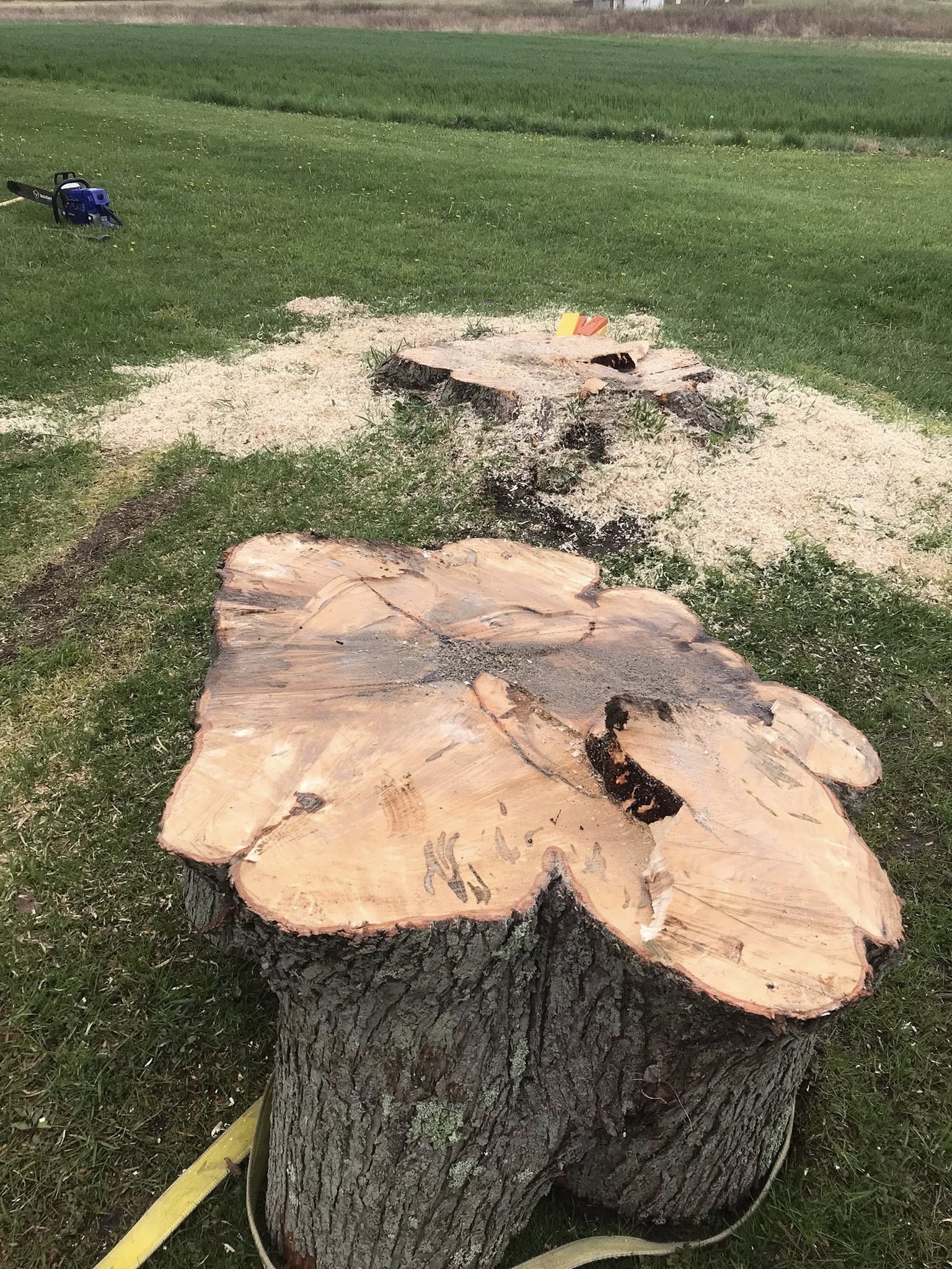 stump25.jpg