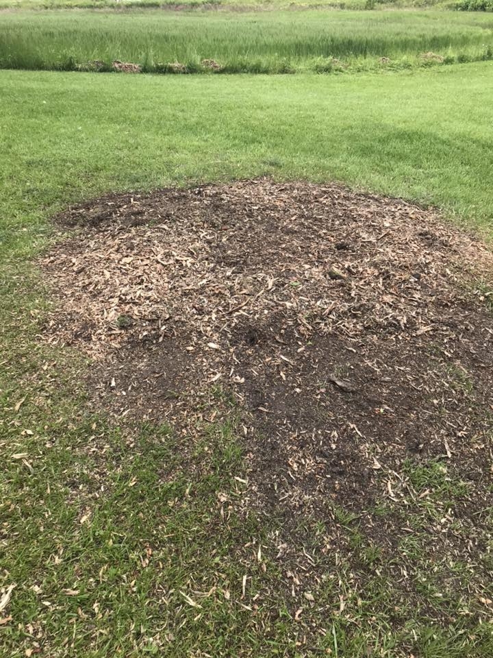 stump255555.jpg
