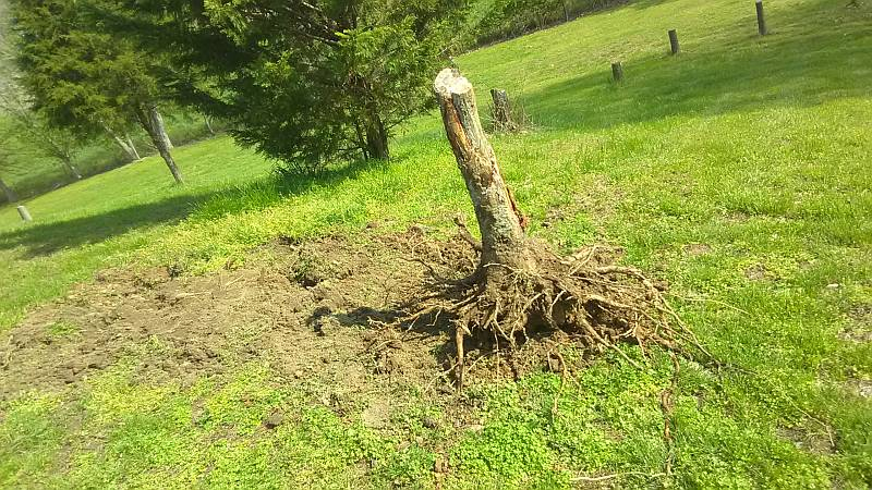 Stumped1.jpg