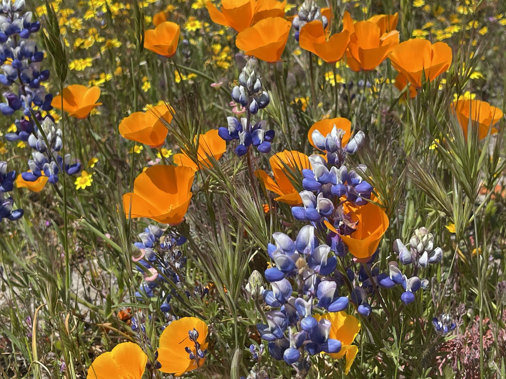 superbloom1.jpg