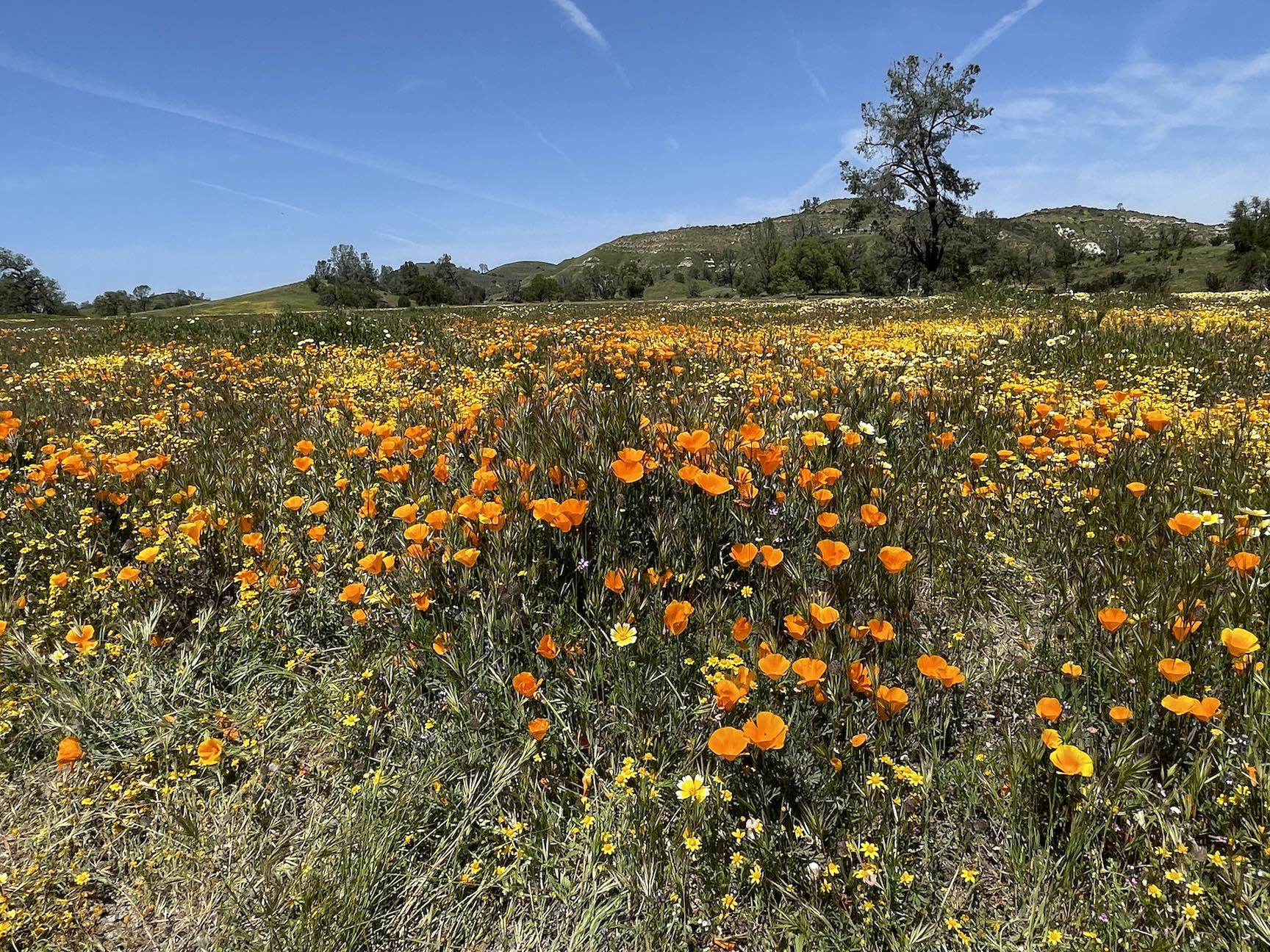 superbloom2.jpg