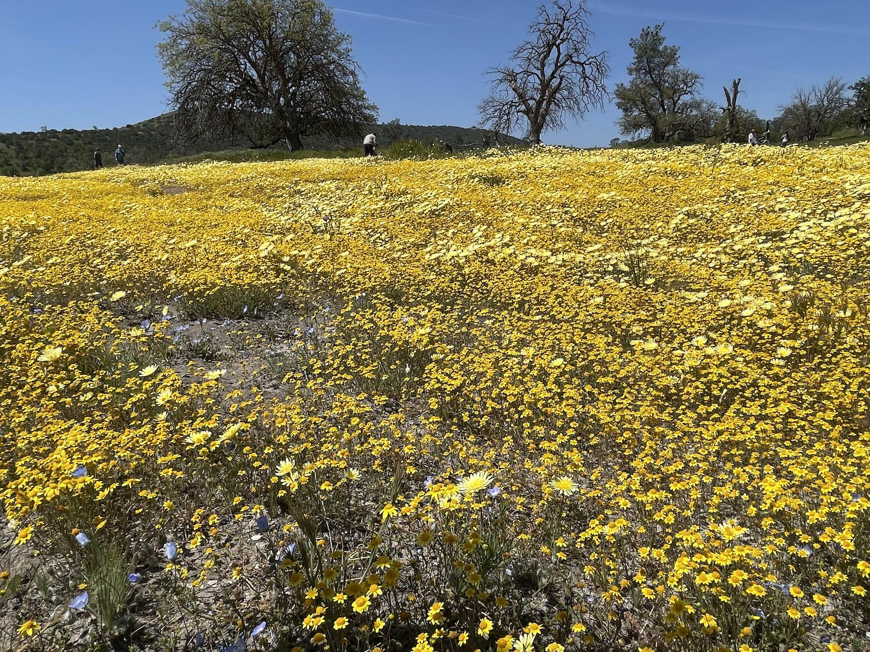 superbloom3.jpg