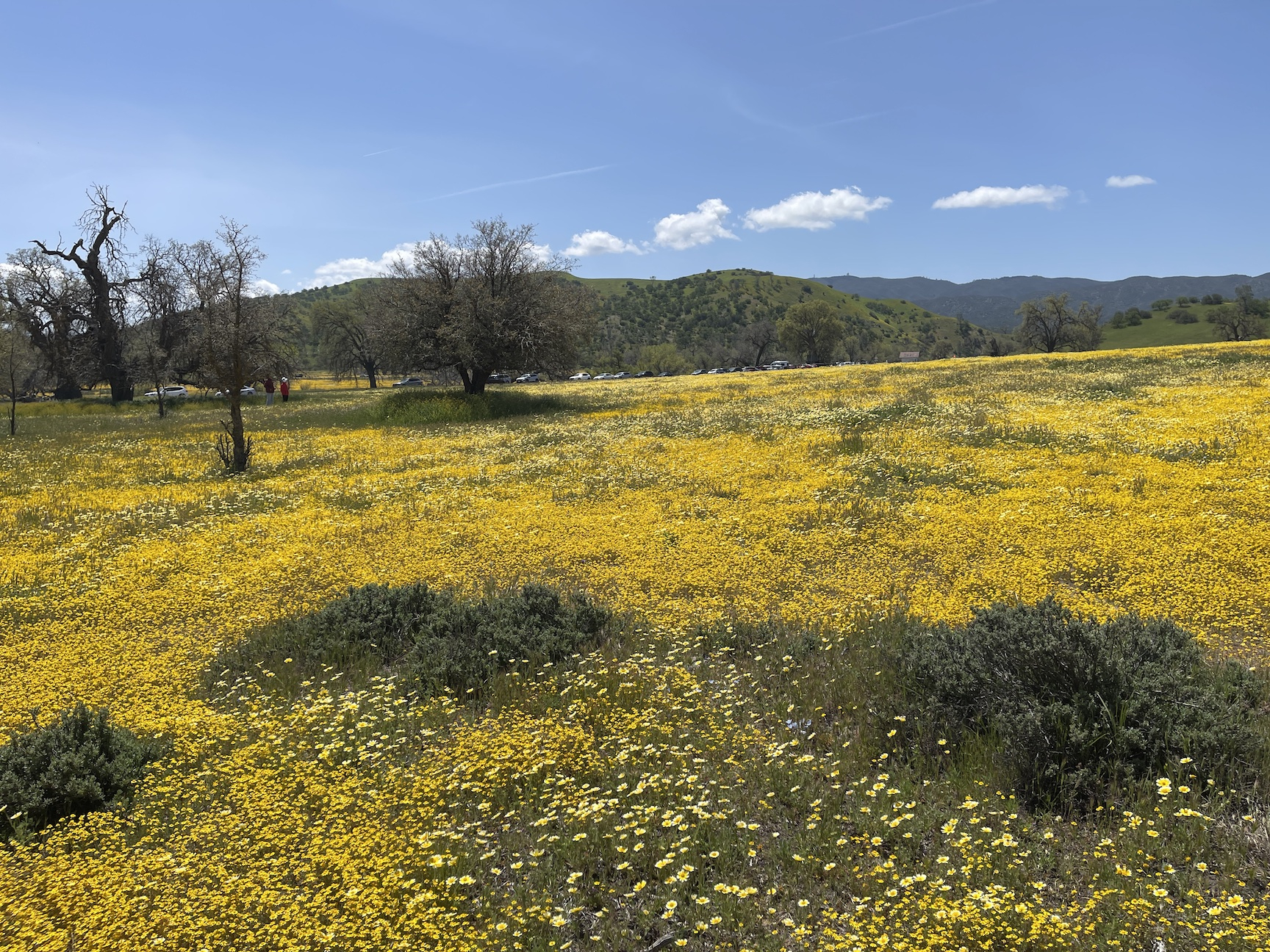 superbloom4.jpg