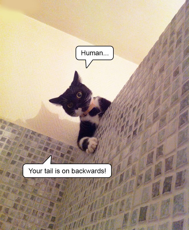 tail.jpg