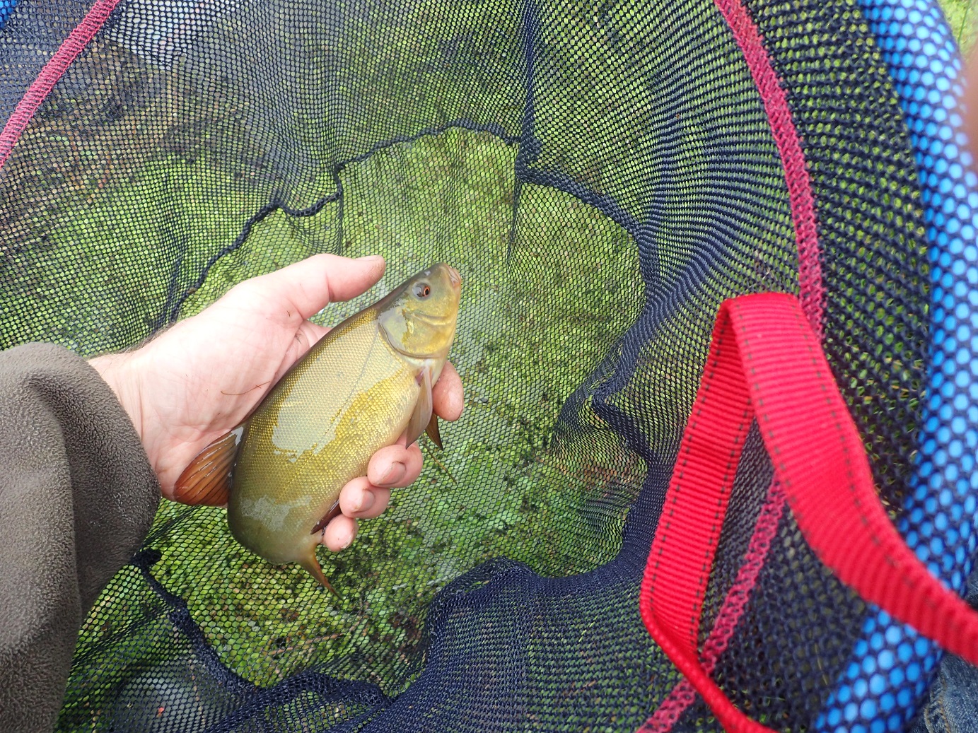 tench.jpg