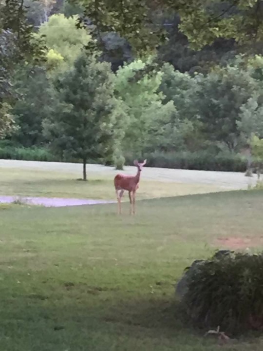 Tiny doe front yard.JPG