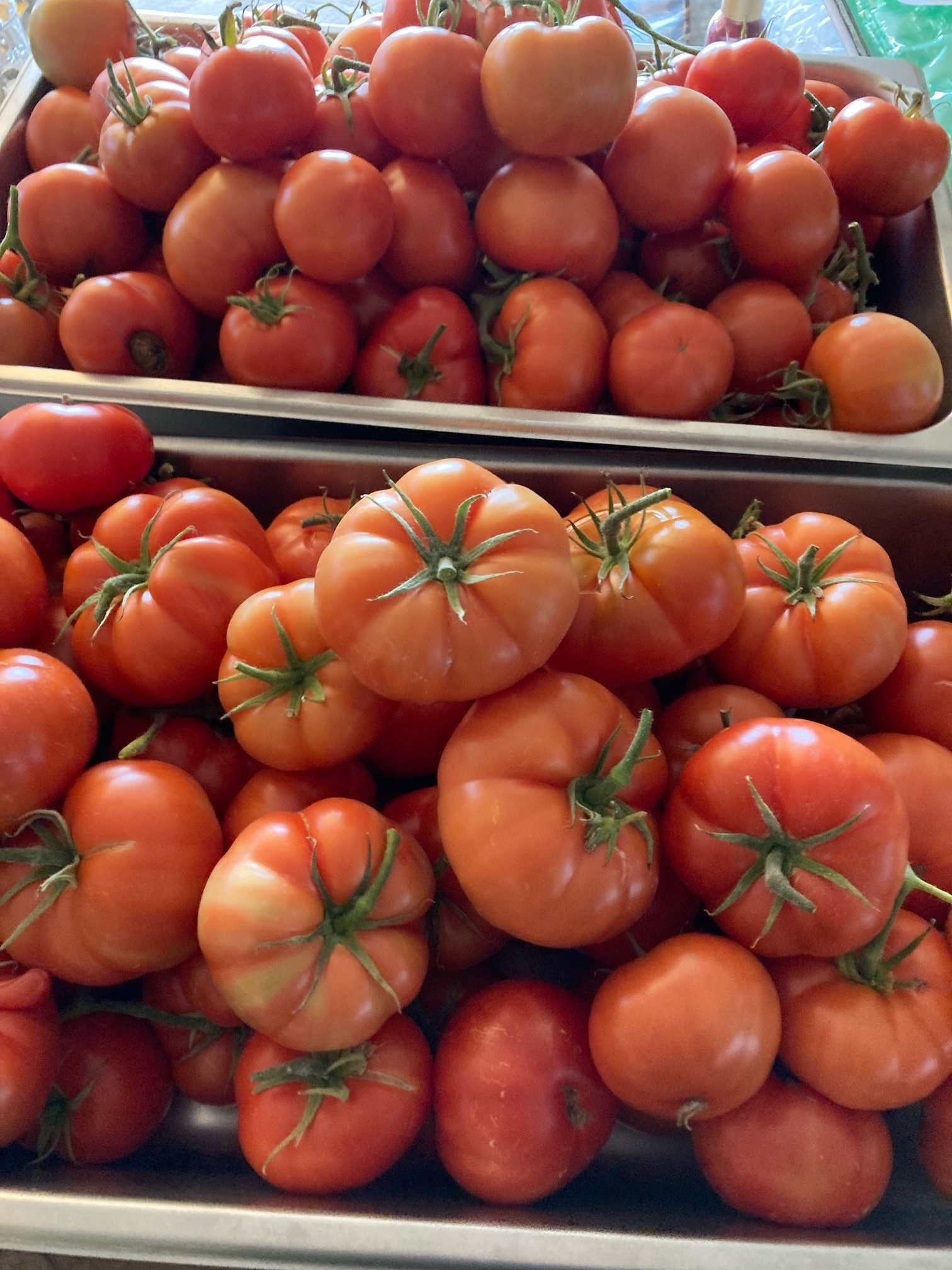 tomatoes 2021.jpg