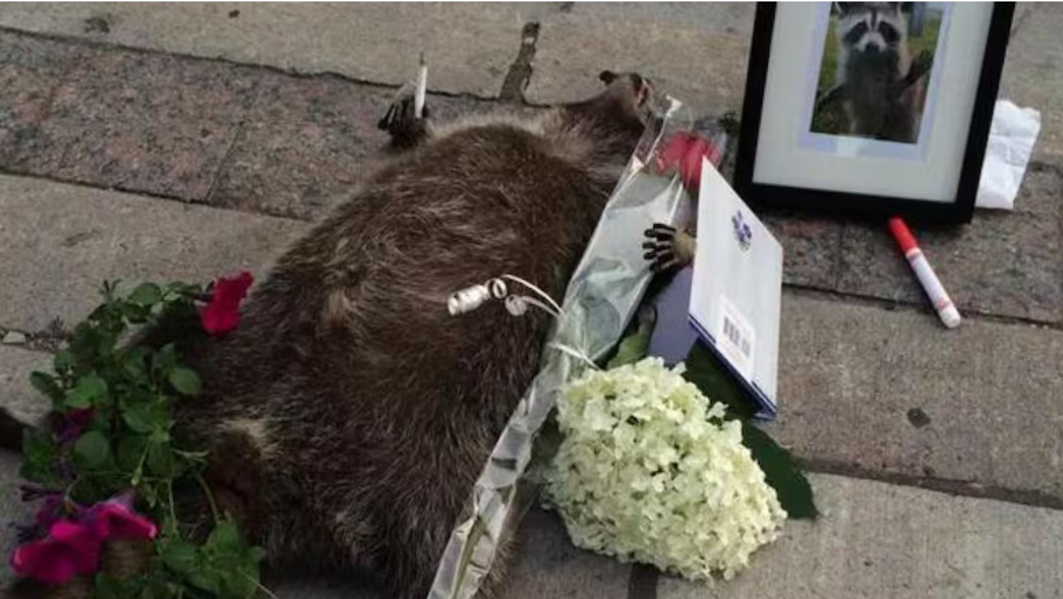 toronto-dead-raccoon.jpg