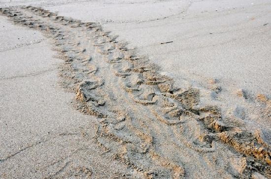 tracks.jpg