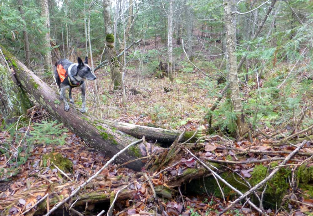 trailbobcamp414.jpg