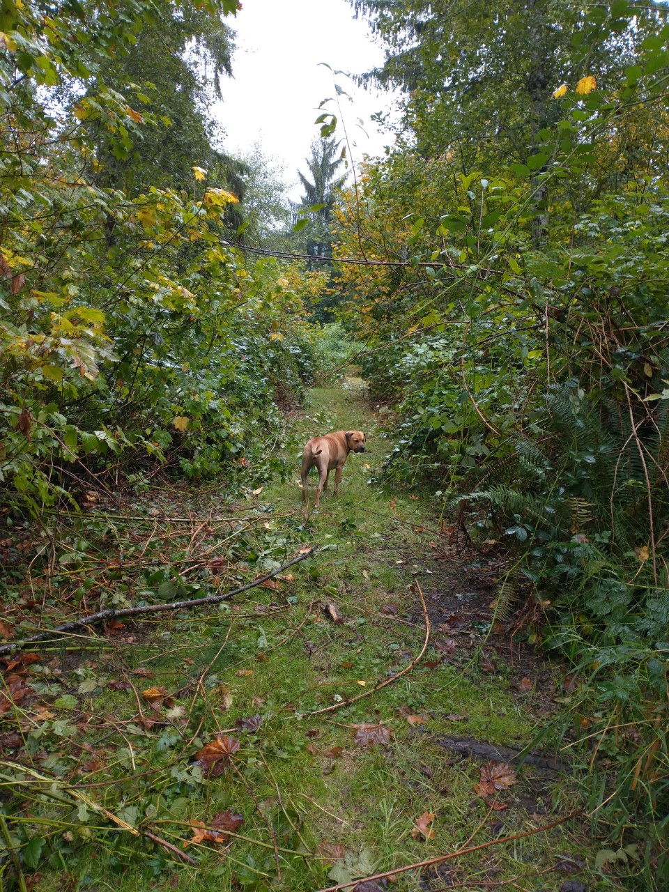 TrailMaintenance.jpg