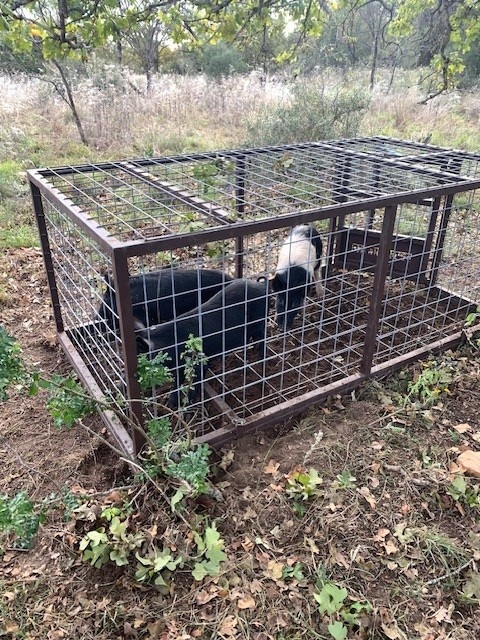trapped pigs.jpg