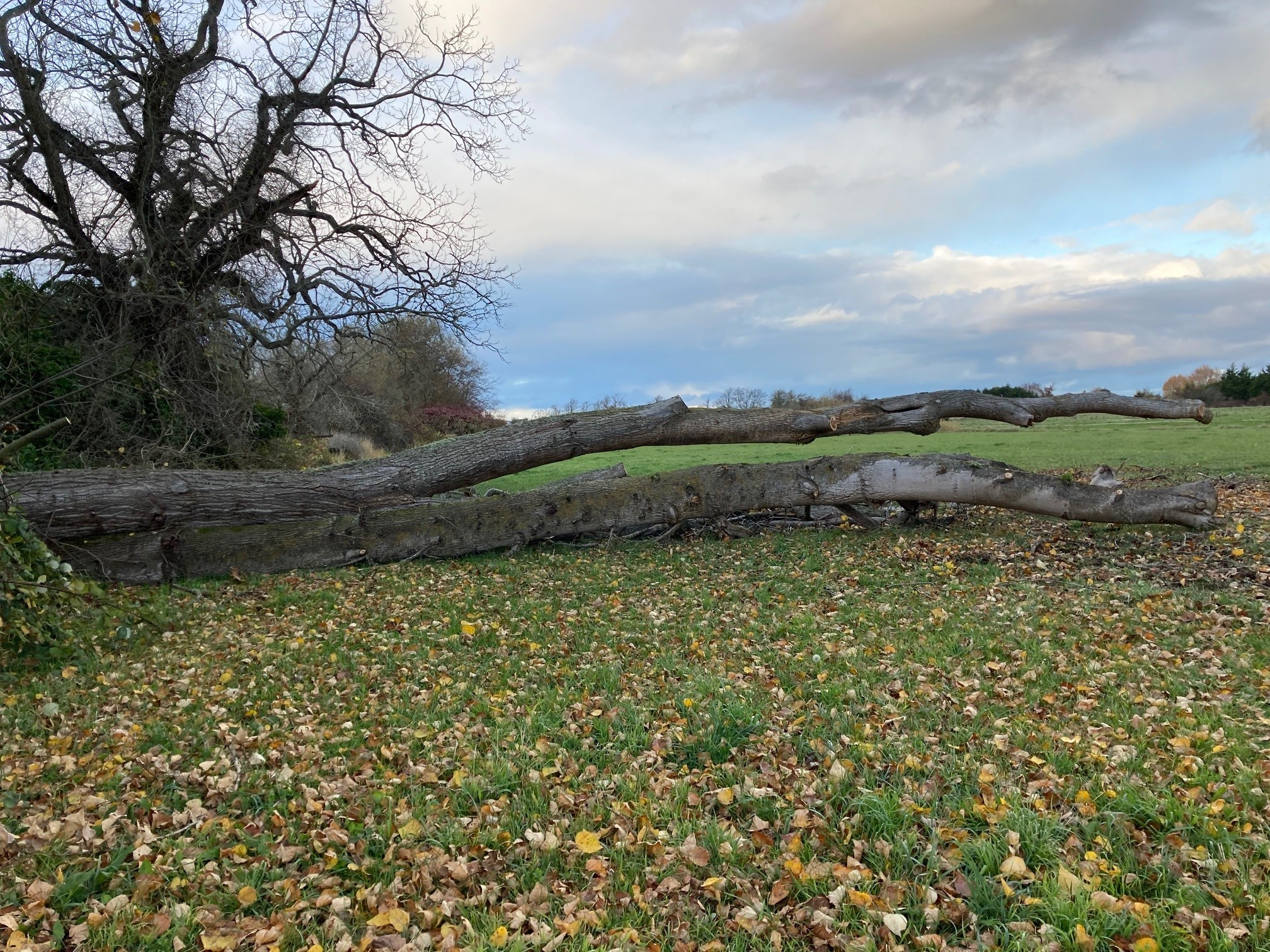tree 2.jpg