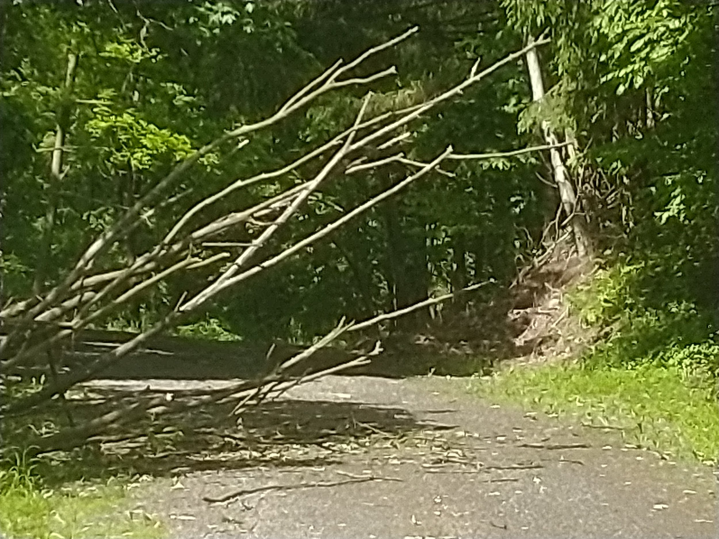 tree 5 28 2024.jpg