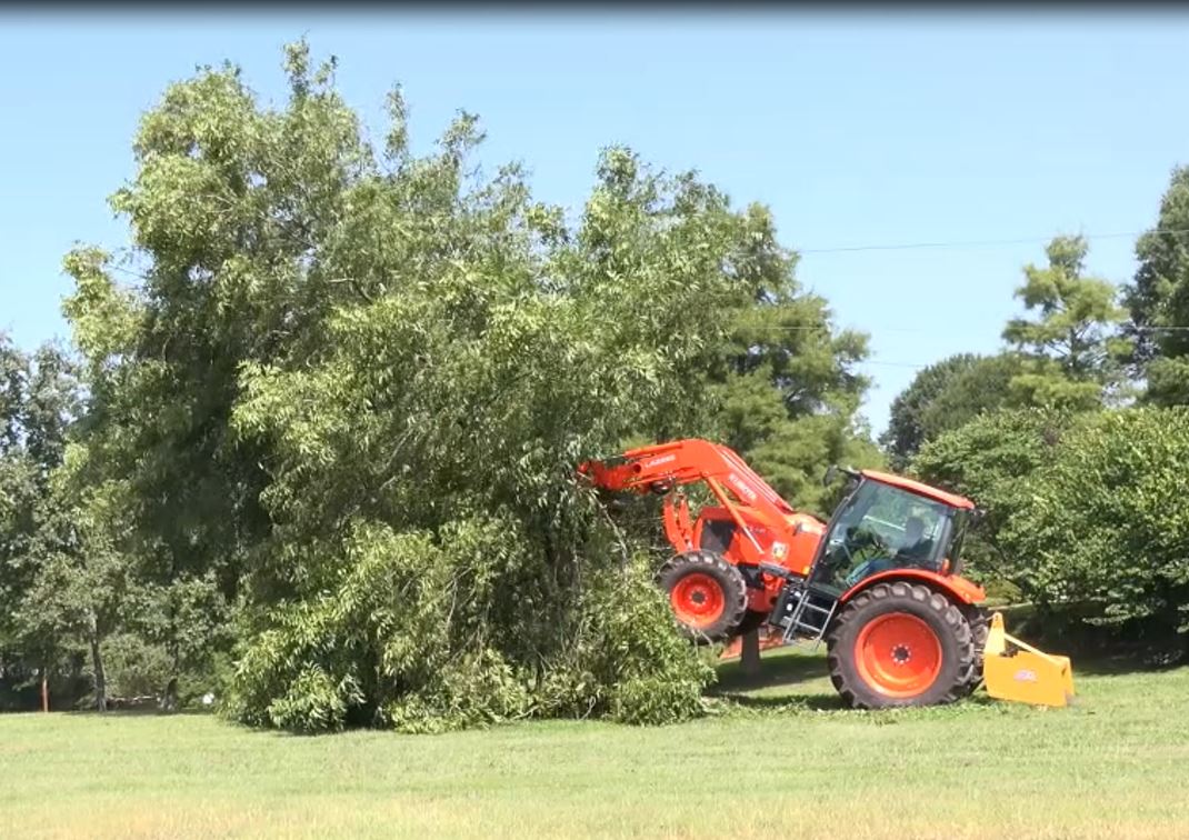 tree.JPG