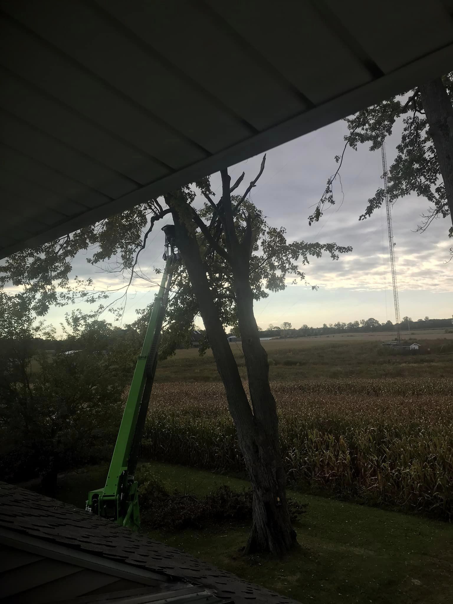 tree233333.jpg