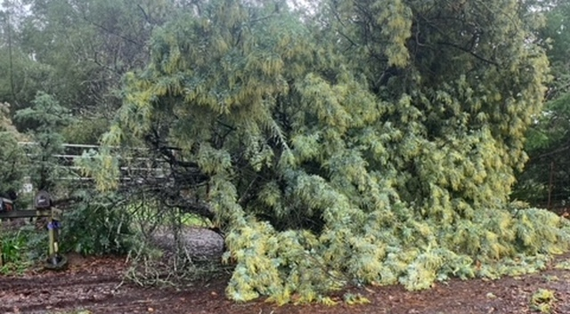 TreeAcrossRanchEntry3.jpg