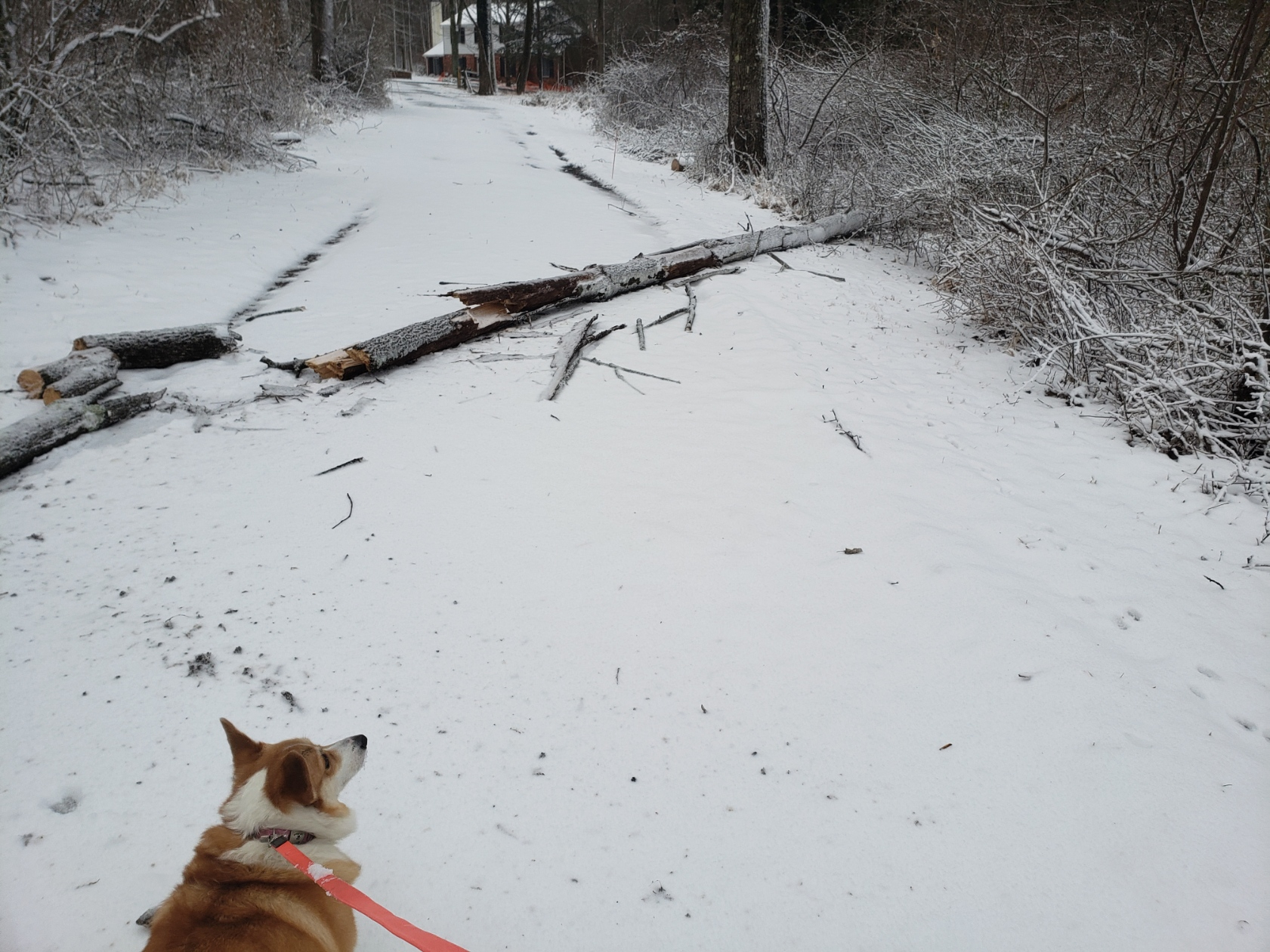 treeddowndriveway20220312_165606.jpg