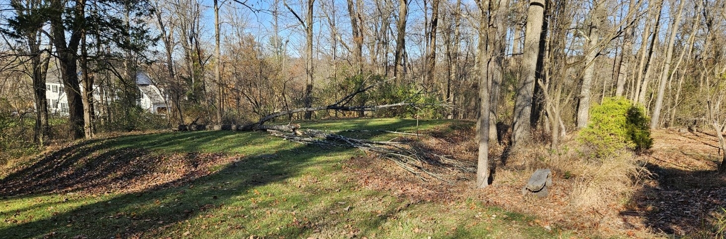 treedown.jpg