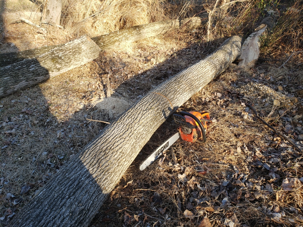 treeDown20220304_162123.jpg