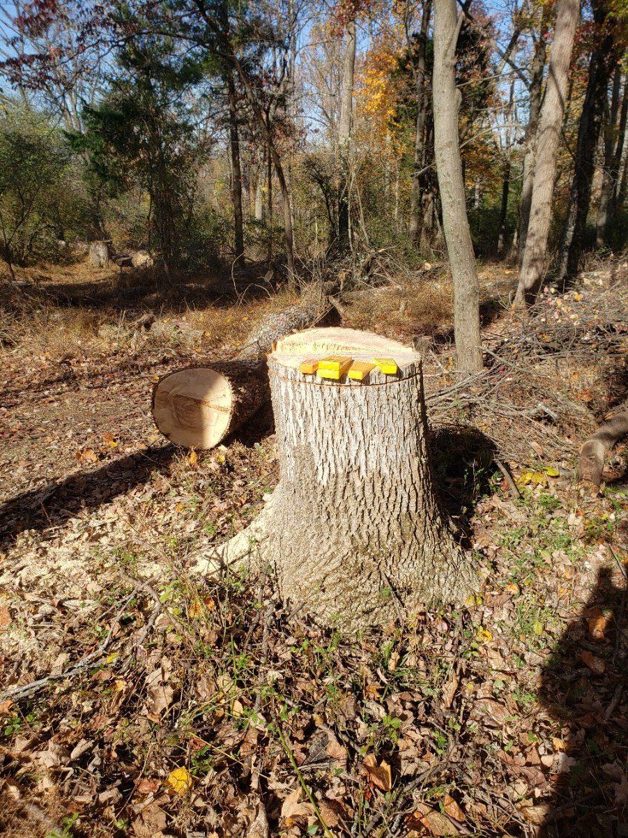 treedownlean20211106_113654.jpg