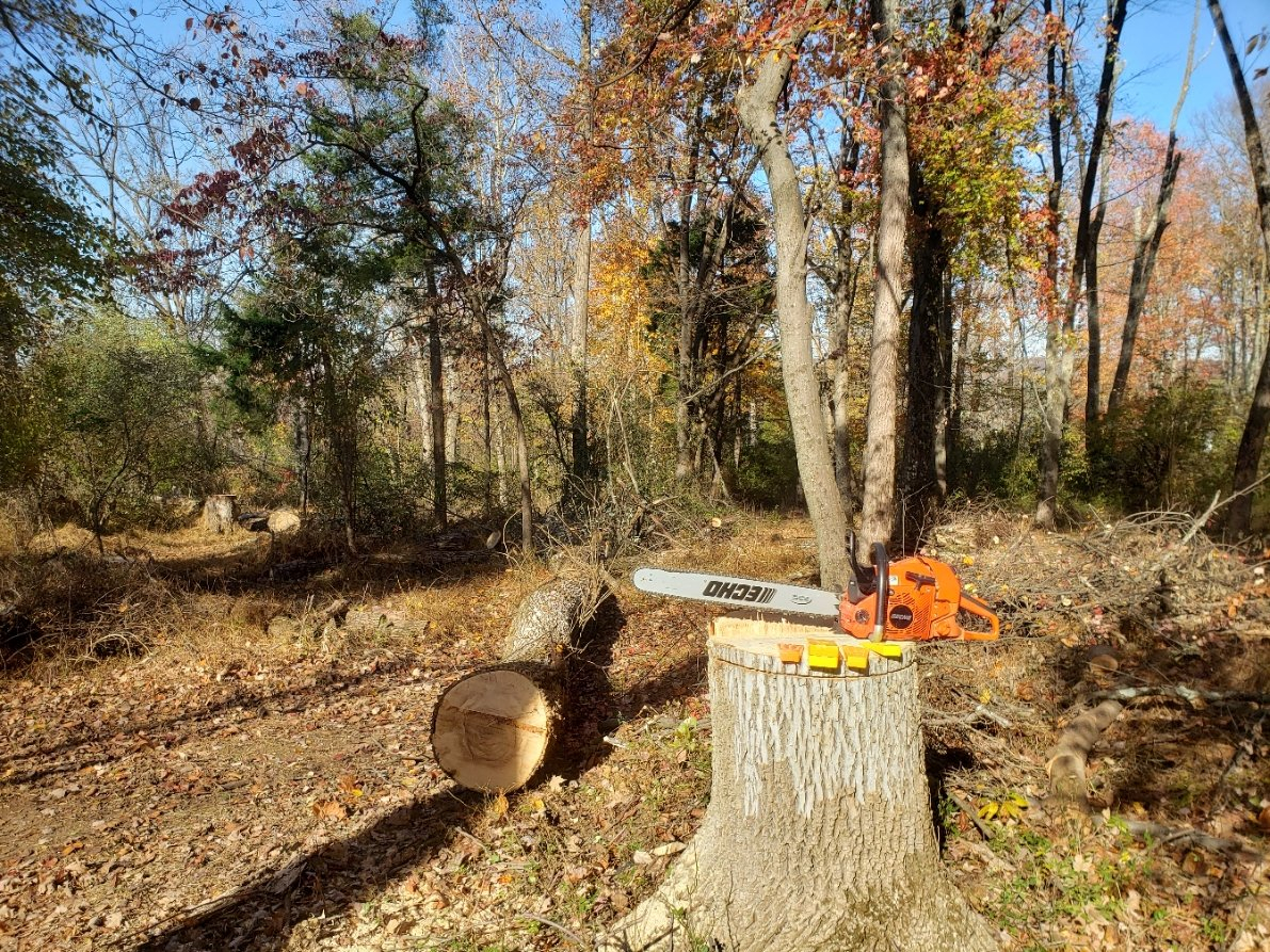 TreeDownsaw20211106_113813.jpg